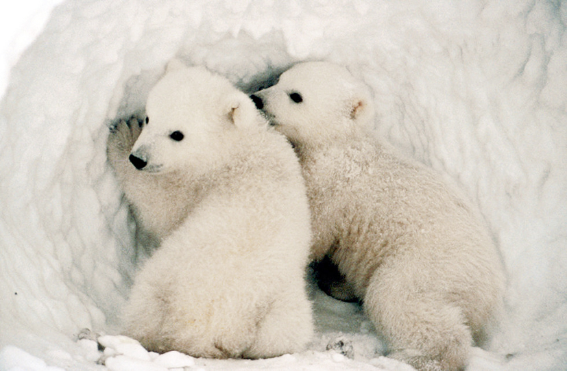 polar bear cubs