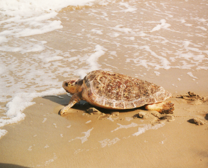sea turtle pictures loggerhead female ocean