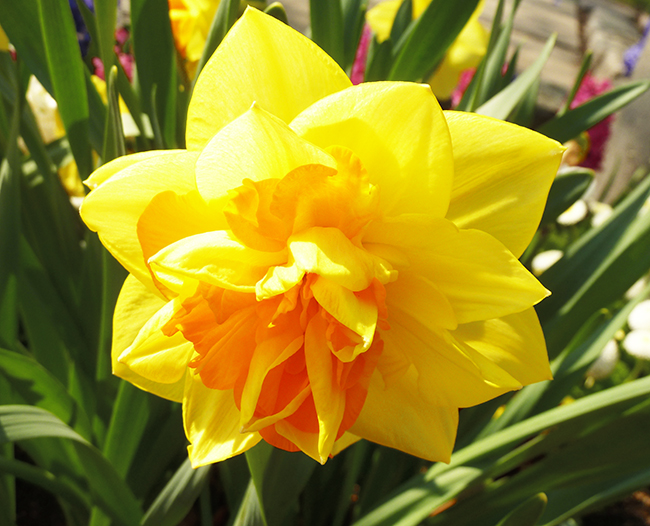 flower bloom in spring daffodil