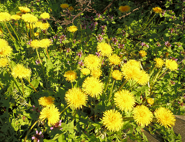 flower bloom in  spring dandelion