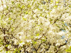 flower bloom in spring hawthorn