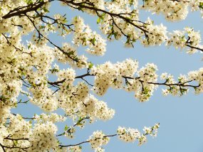 spring clipart hawthorn in bloom