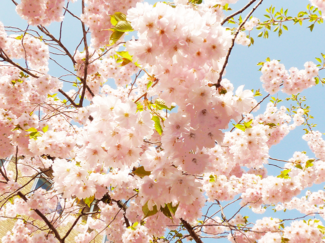 Japanese cherry in bloom in spring