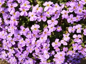 purple flowers in spring