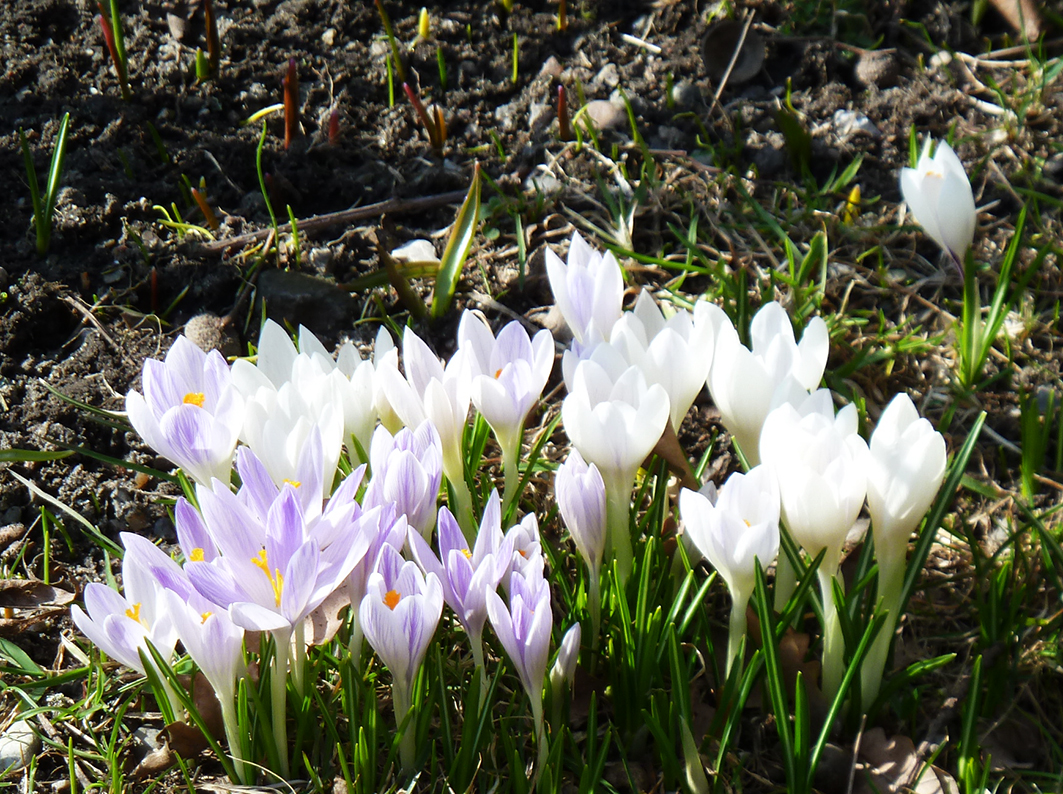 flower bloom in spring crocus