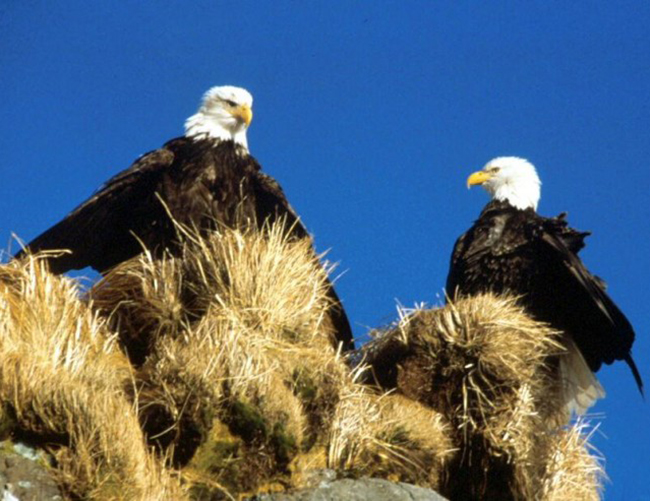 couple of bald eagles