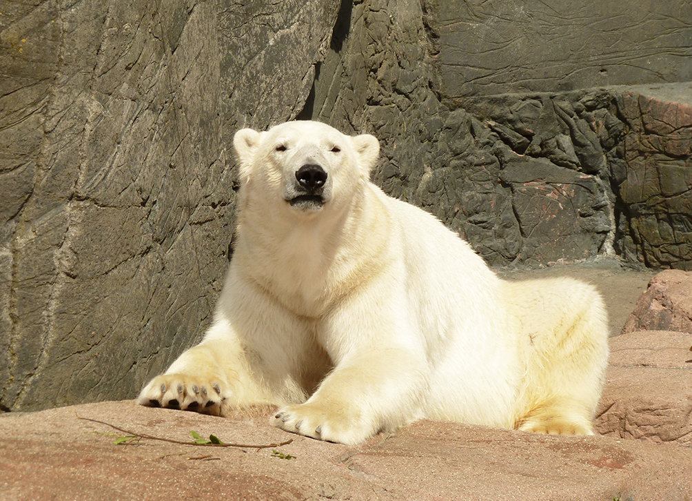 polar bear resting and looking