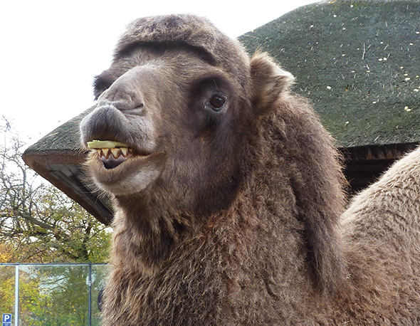 Camel eating green salad leaves