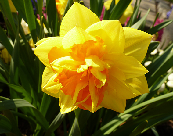 Photo of daffodil