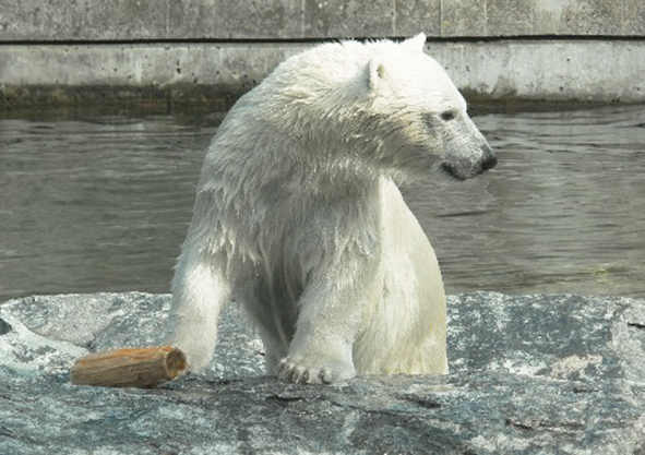 polar bear in zoo