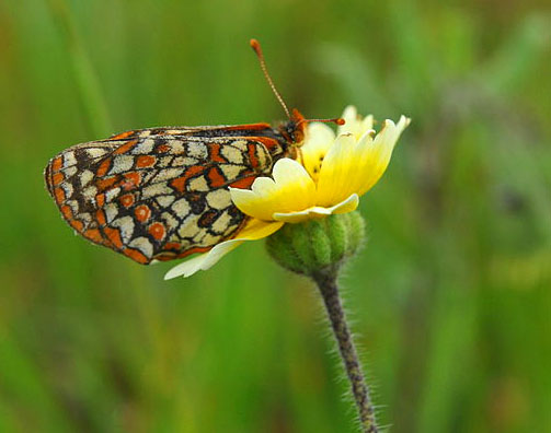 Euphydryas-editha-bayensis