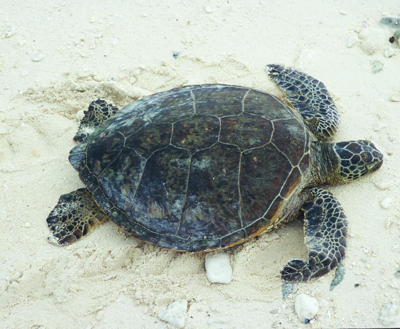green sea turtle on sand