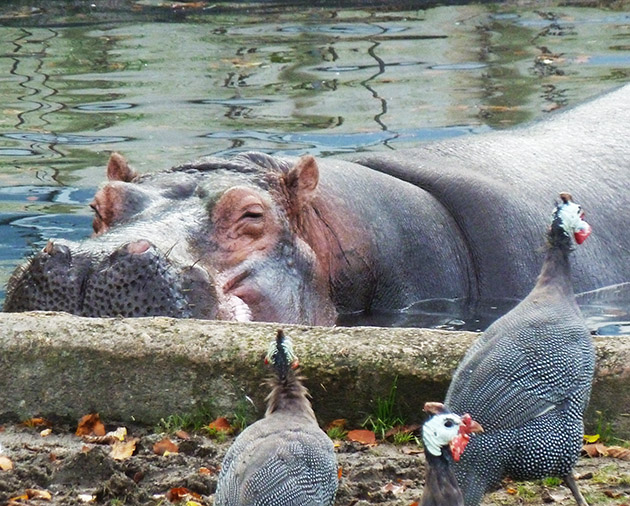 Hippo lurking in water