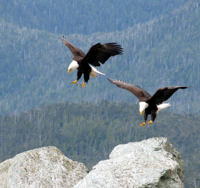 bald eagles landing on mountain