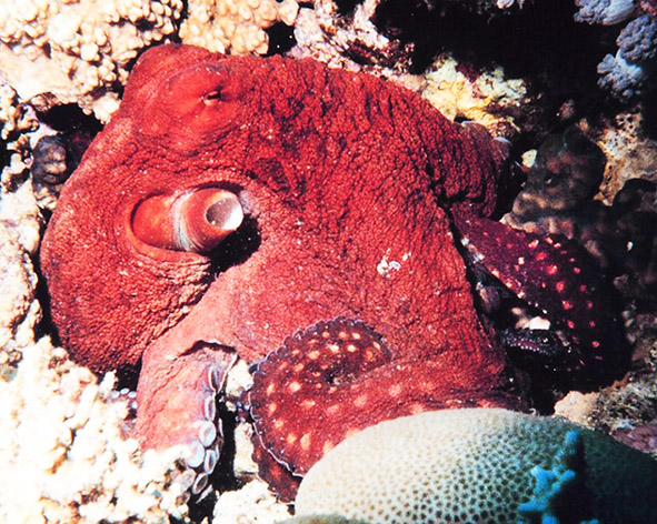octopus macropus picture