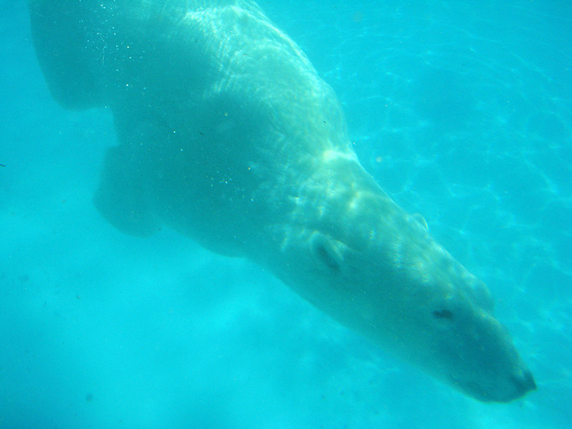 polar bear pictures polar bear diving