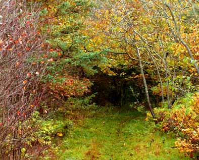 fall scenery in wood