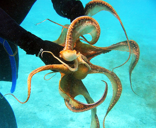 octopus ornatus picture