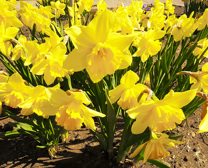 flower bloom in spring daffodils