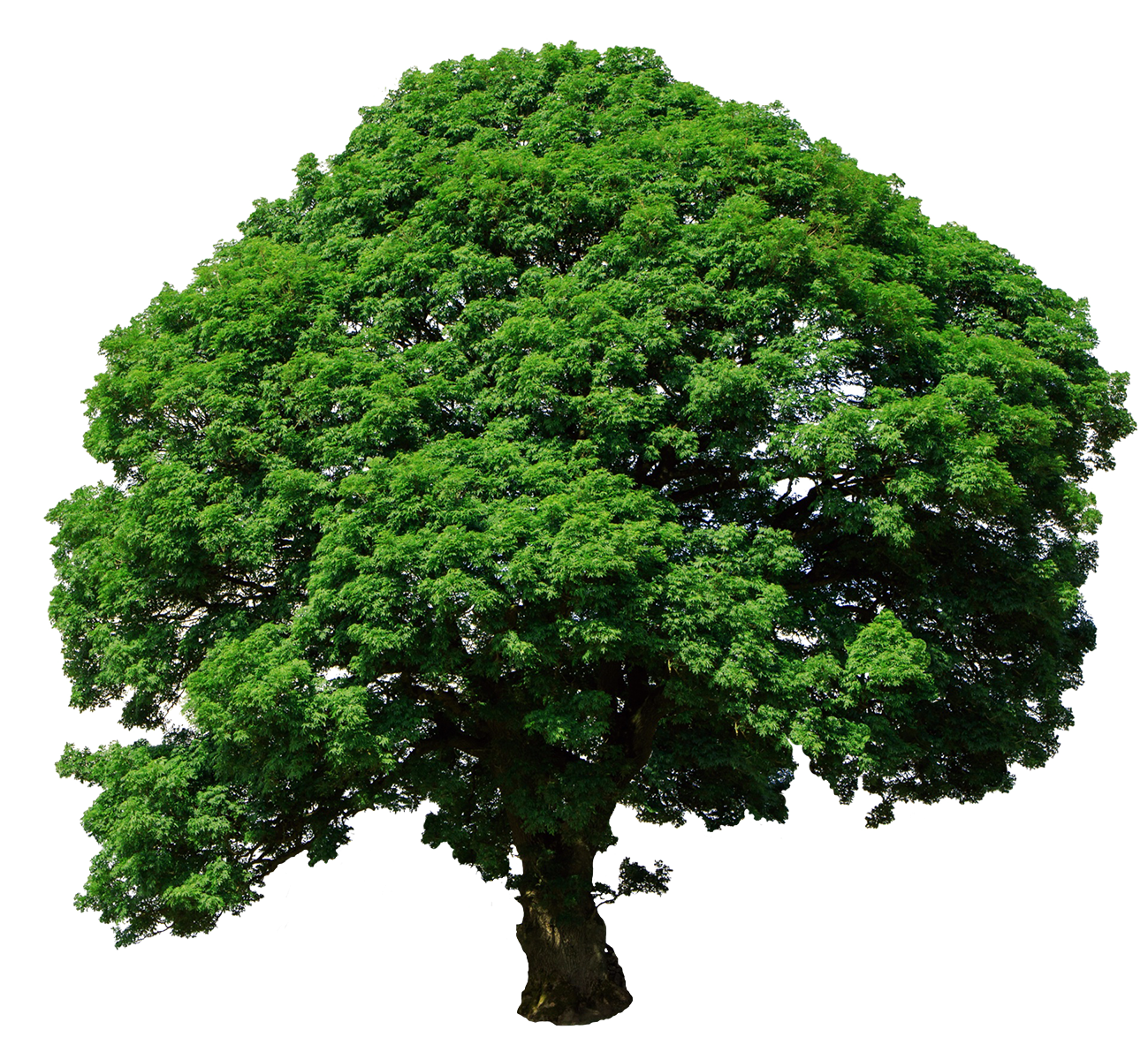 tree isolated png