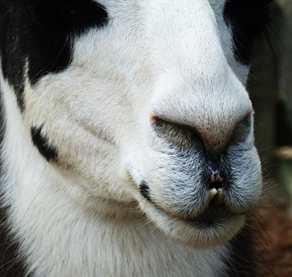teeth of lama