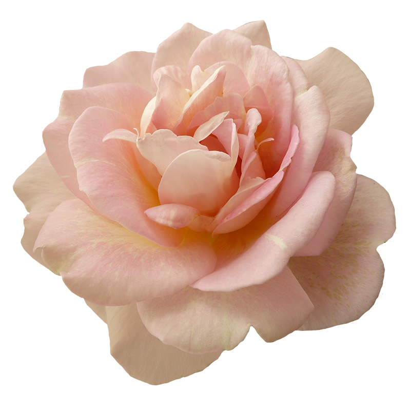 Beautiful pink rose flower