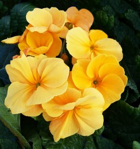 orange auriculas blooming