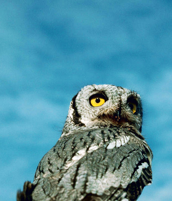 Western Screech owl