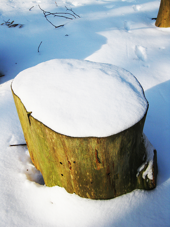 winter pictures stump snow