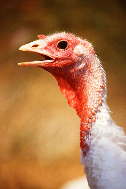Head of young turkey bird close up