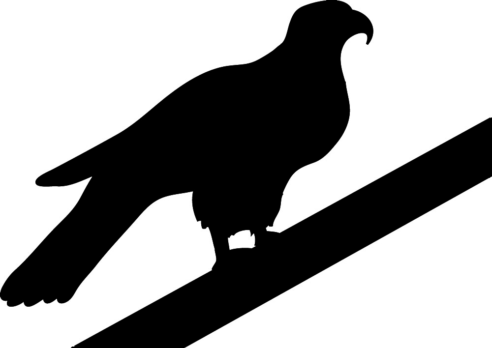 Hawk silhouette resting on wicket