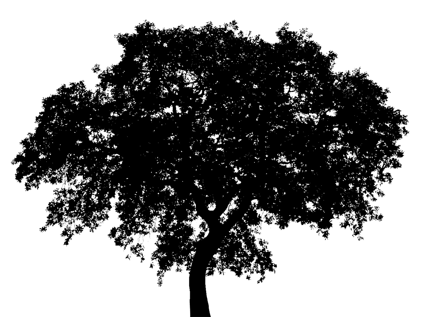 tree silhouette with huge crown