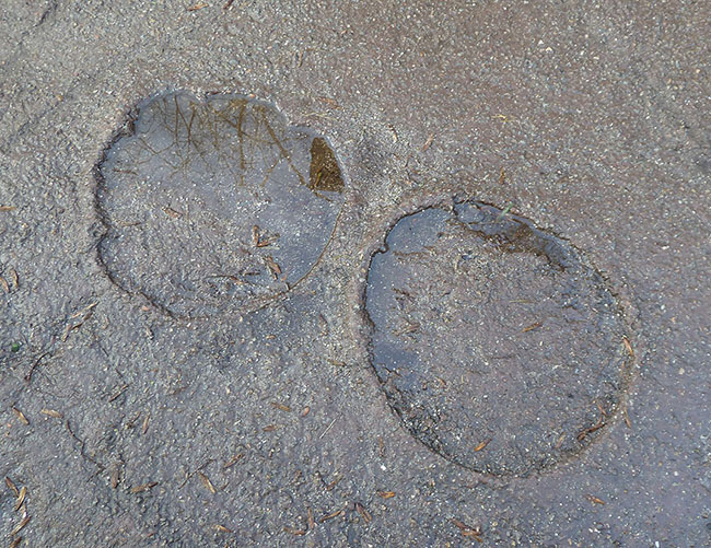 elephant foot prints