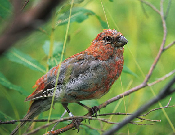 Pine Grosbeak juvenile