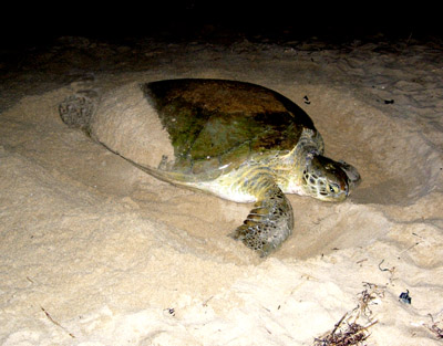 green sea turtle nesting