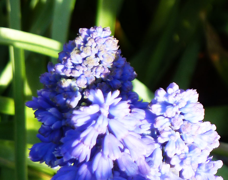 beautiful blue flowers