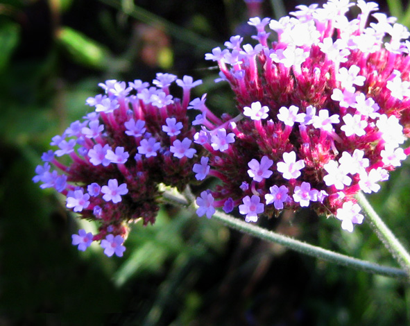 lots of small flowers together