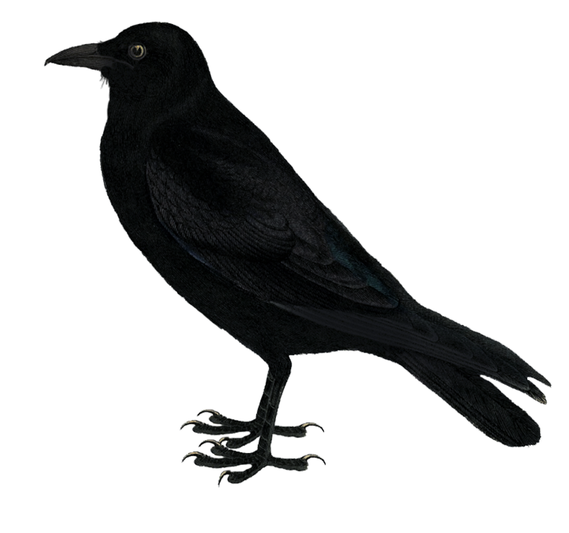 black raven for Halloween