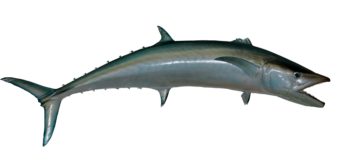clip art of king fish