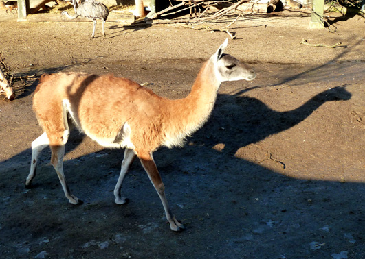 Guanako lama in zoo