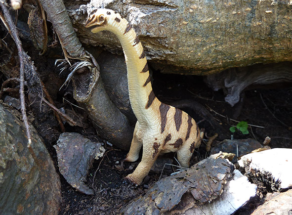 Apatosaurus dino