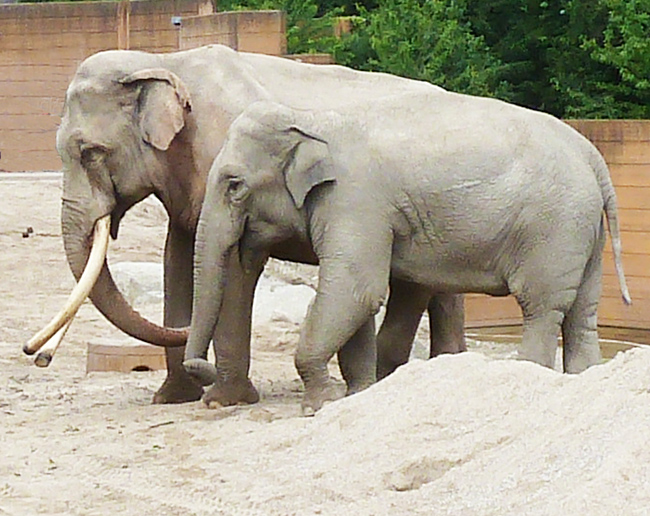 female and male elephant pictures