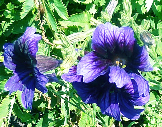 blue flowers