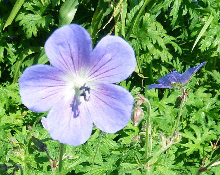 delicate blue flower