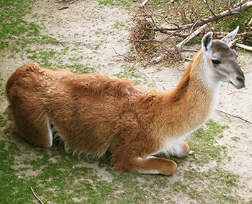 resting lama in zoo
