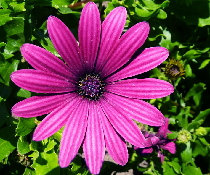 purple blooming flower