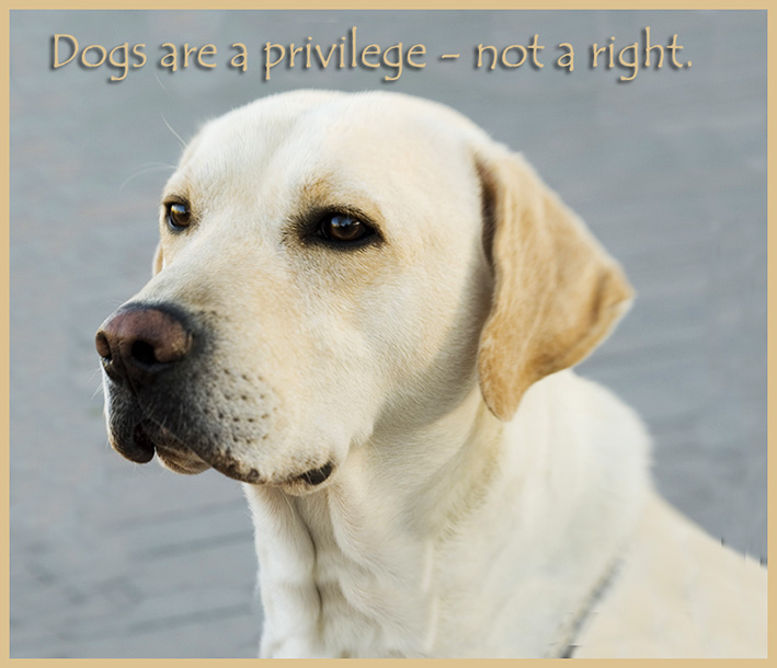 dogs are a privilege quote