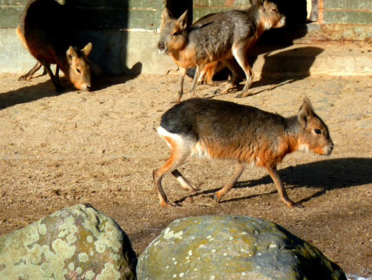 zoo animals mara