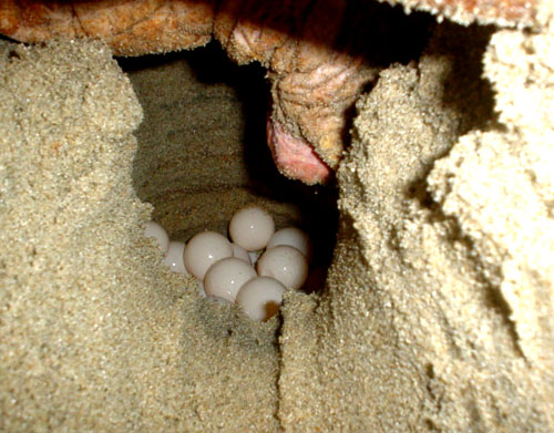 nest with eggs loggerhead turtle