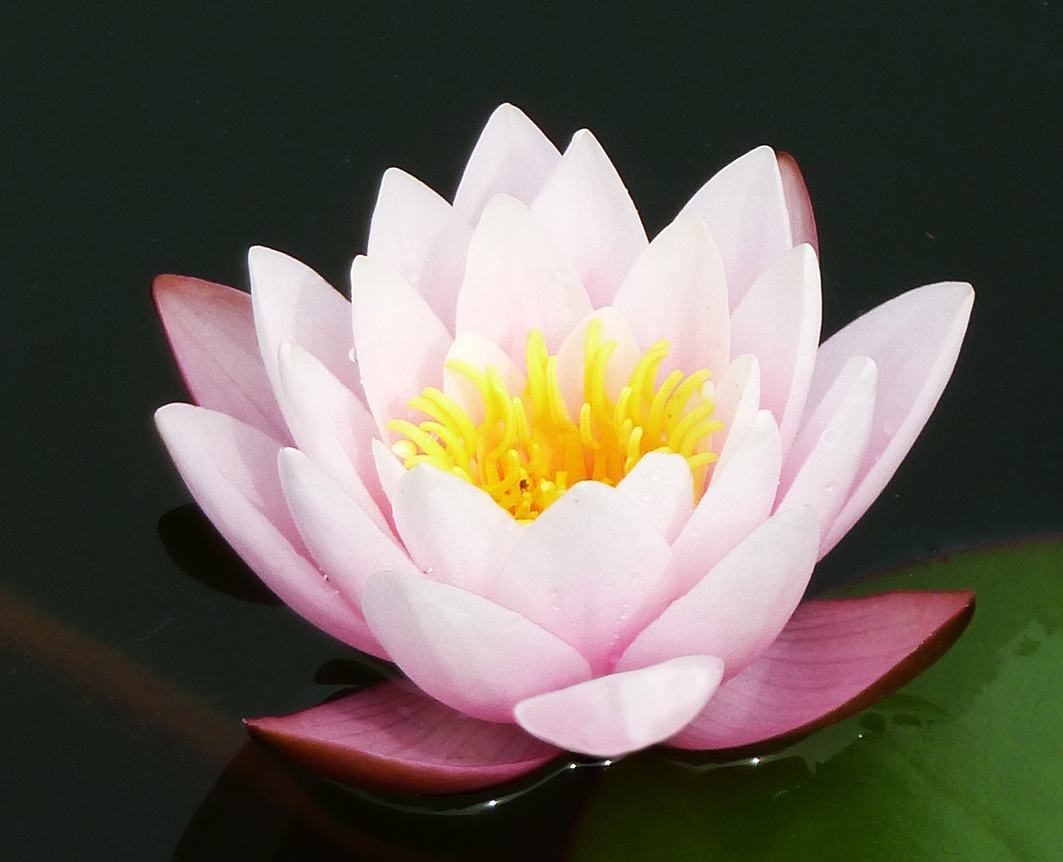 Waterlily floating on water